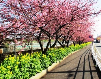 桜と菜の花.jpg